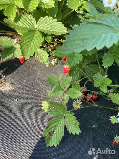 Земляника садовая