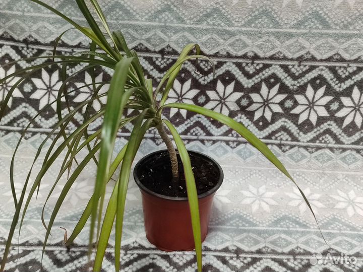 Комнатные цветы драцена