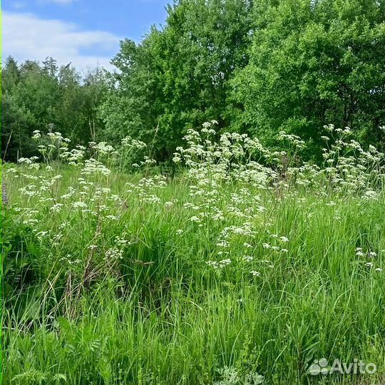 Помогу купить участок
