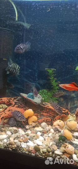 Рыбки цихлиды