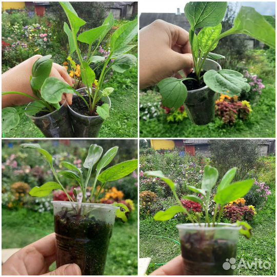 Эхинацея пурпурная рассада