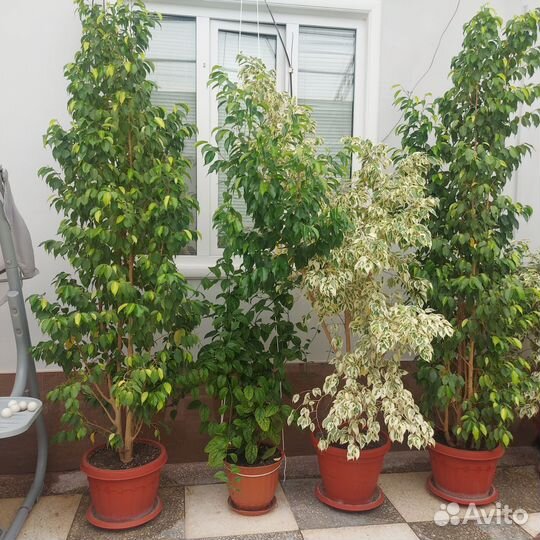 Комнатные цветы шефлера