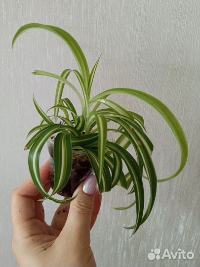 Хлорофитум Бони для дома