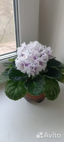 Фиалки коллекционные