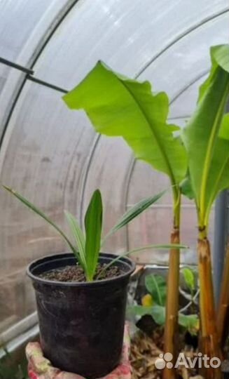 Пальма Трахикарпус, Хамеропс, вашенгтония, финик