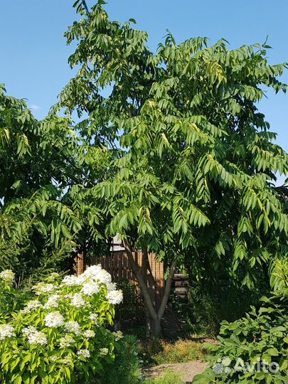 Маньчжурский орех