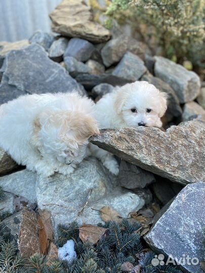 Бишон фризе