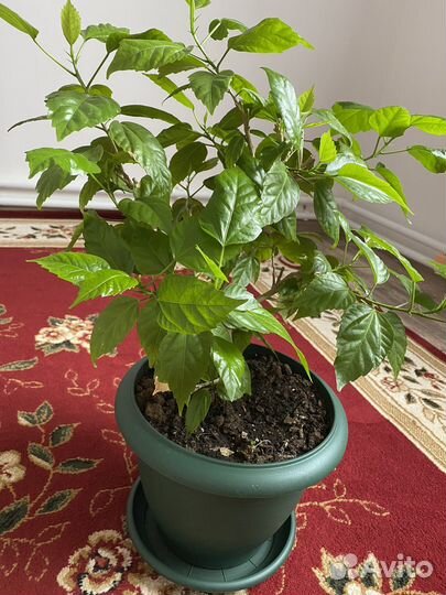 Гибискус китайская роза