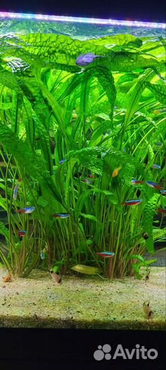 Растения для аквариума