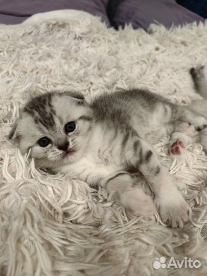 Шотландские котята
