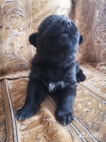 Щенки немецкой овчарки чёрные