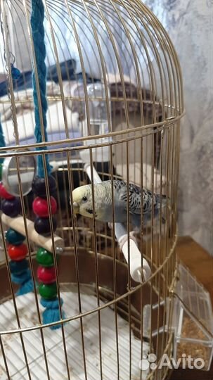 Волнистый попугай с клеткой