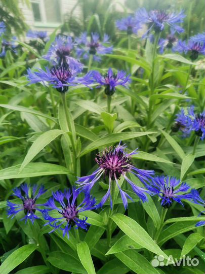 Лилейники, ивасильки, гейхеры