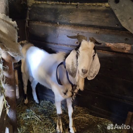 Продается породистый козел