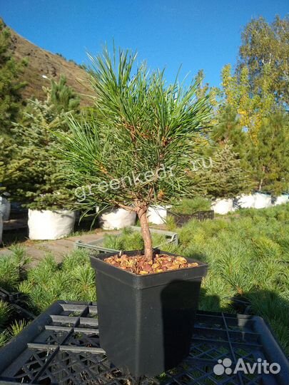 Кедр зкс 15-20 см