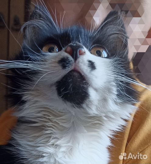 Котик в добрые руки