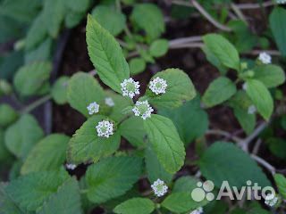 Липпия, вкусная чайная трава
