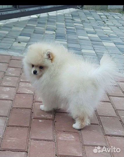 Померанский шпиц щенки