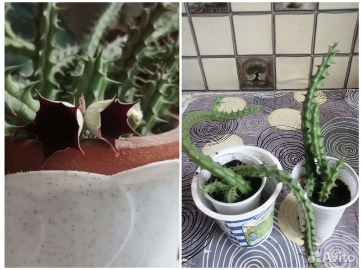 Кактусы и суккуленты