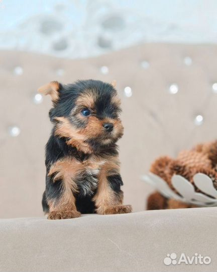 Йоркширский терьер супер мини мальчик