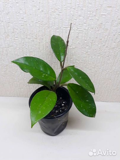 Хойя Карноза