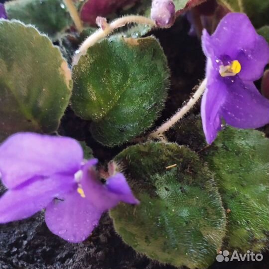 Фиалка Узамбарская. Крапивка