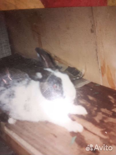 Карликовые кролики это не декоративные