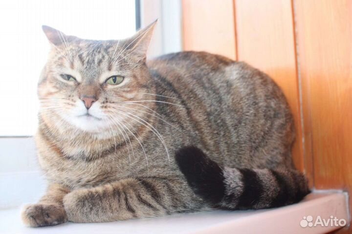 Ищем ответственные руки