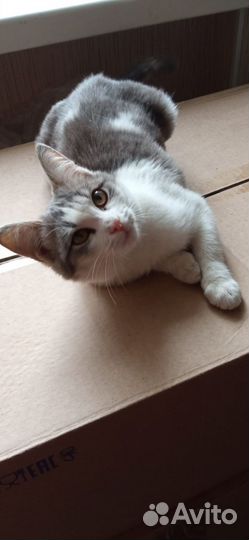Котенок девочка в добрые руки