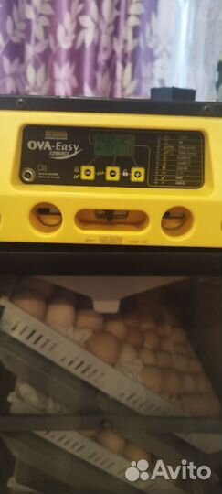 Инкубатор для яиц автоматический Бринси