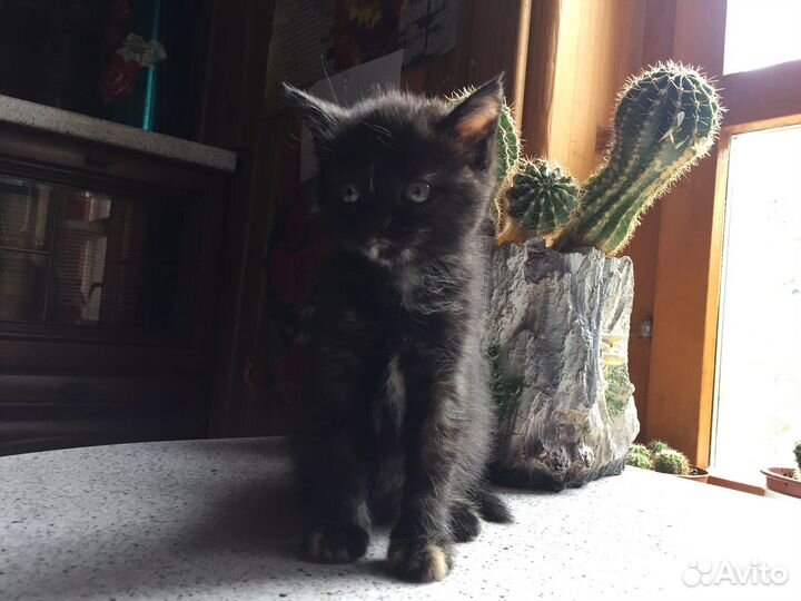 Котята