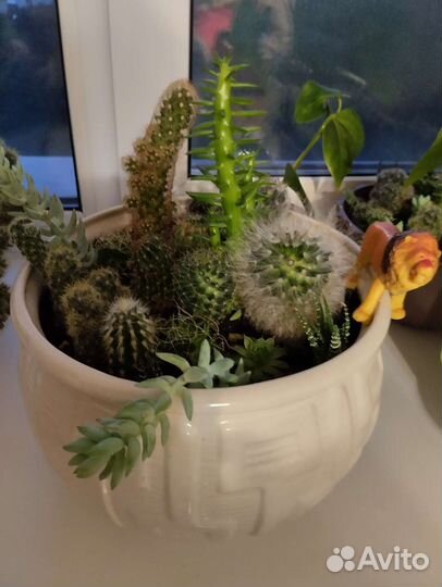 Кактусы и суккуленты