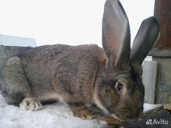 Кролики на племя