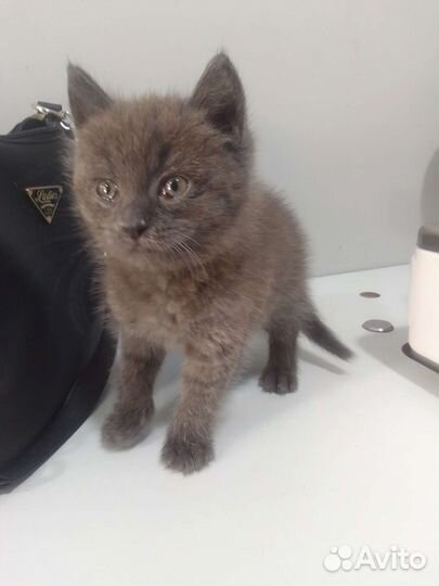 Котенок, мальчик