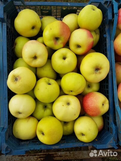 Яблоки от 1 килограмма с доставкой