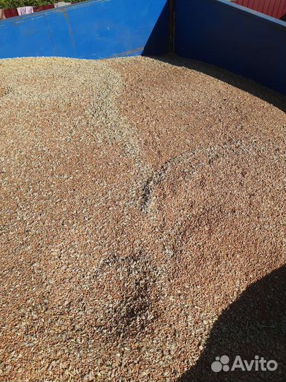 Пшеница яровая торридон 2023 новый урожай доставка