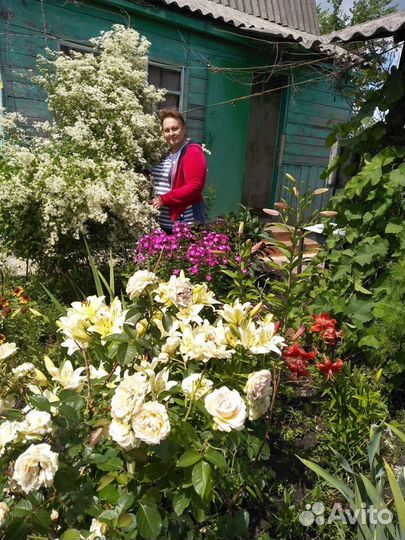 Клематис манчжурский саженцы с зкс