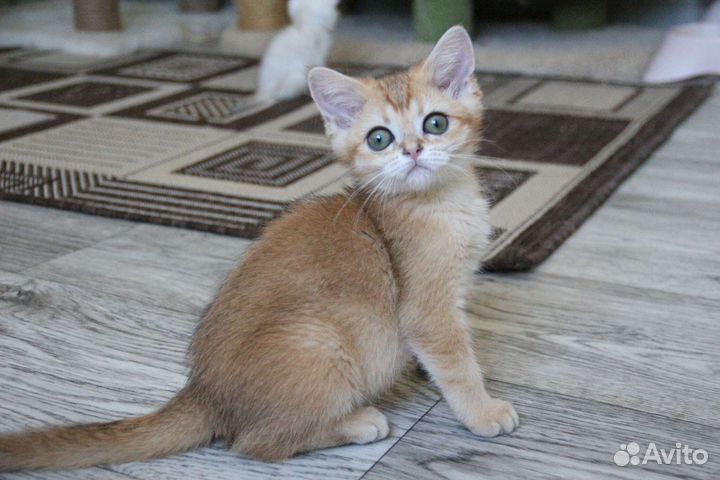 Шотландская