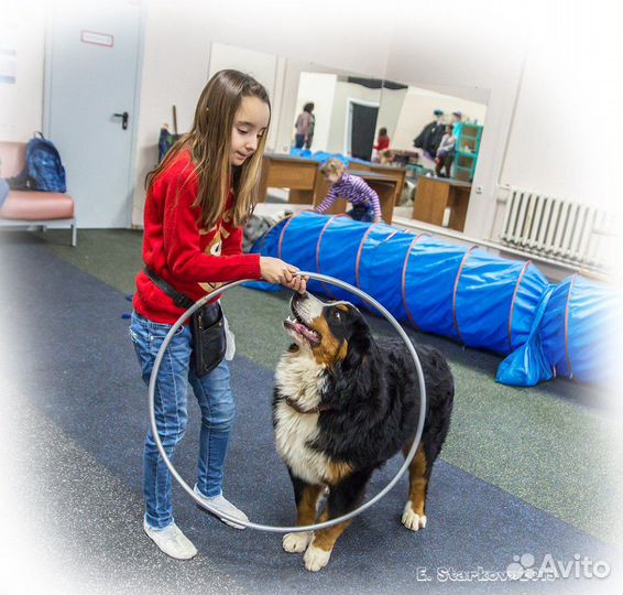 Кинолог. Дрессировка собак