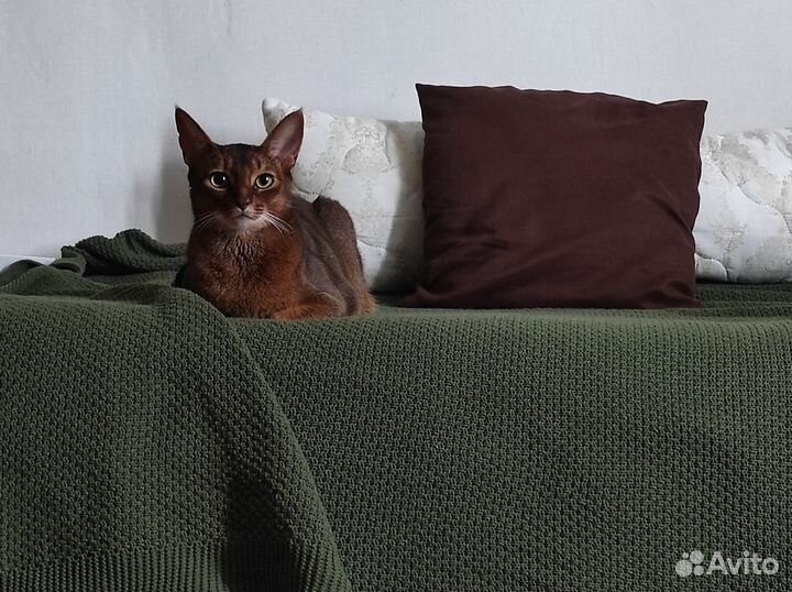 Абиссинский кот