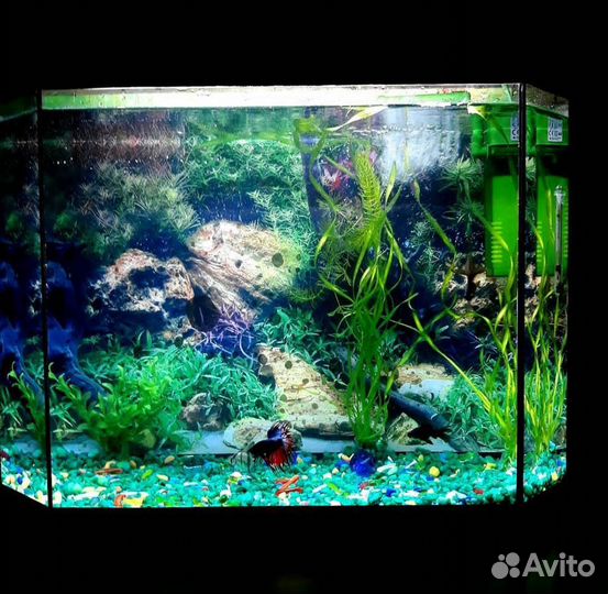 Аквариум