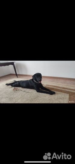 Щенок лабрадора