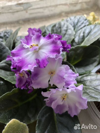 Фиалки цветущие в горшке