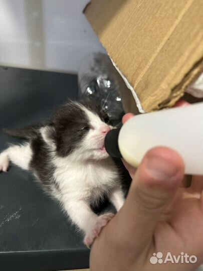 Котята в добрые руки даром бесплатно