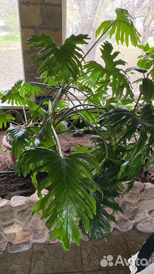 Филодендрон