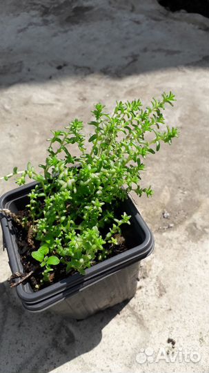 Почвопокровные многолетники,очиток