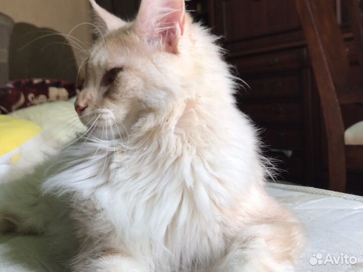 Кот бесплатно