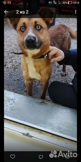 Собака в добрые руки