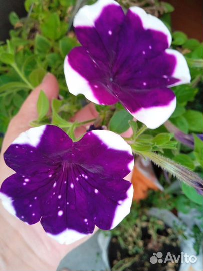 Вегетативная петуния