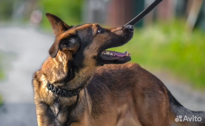 Немецкая овчарка